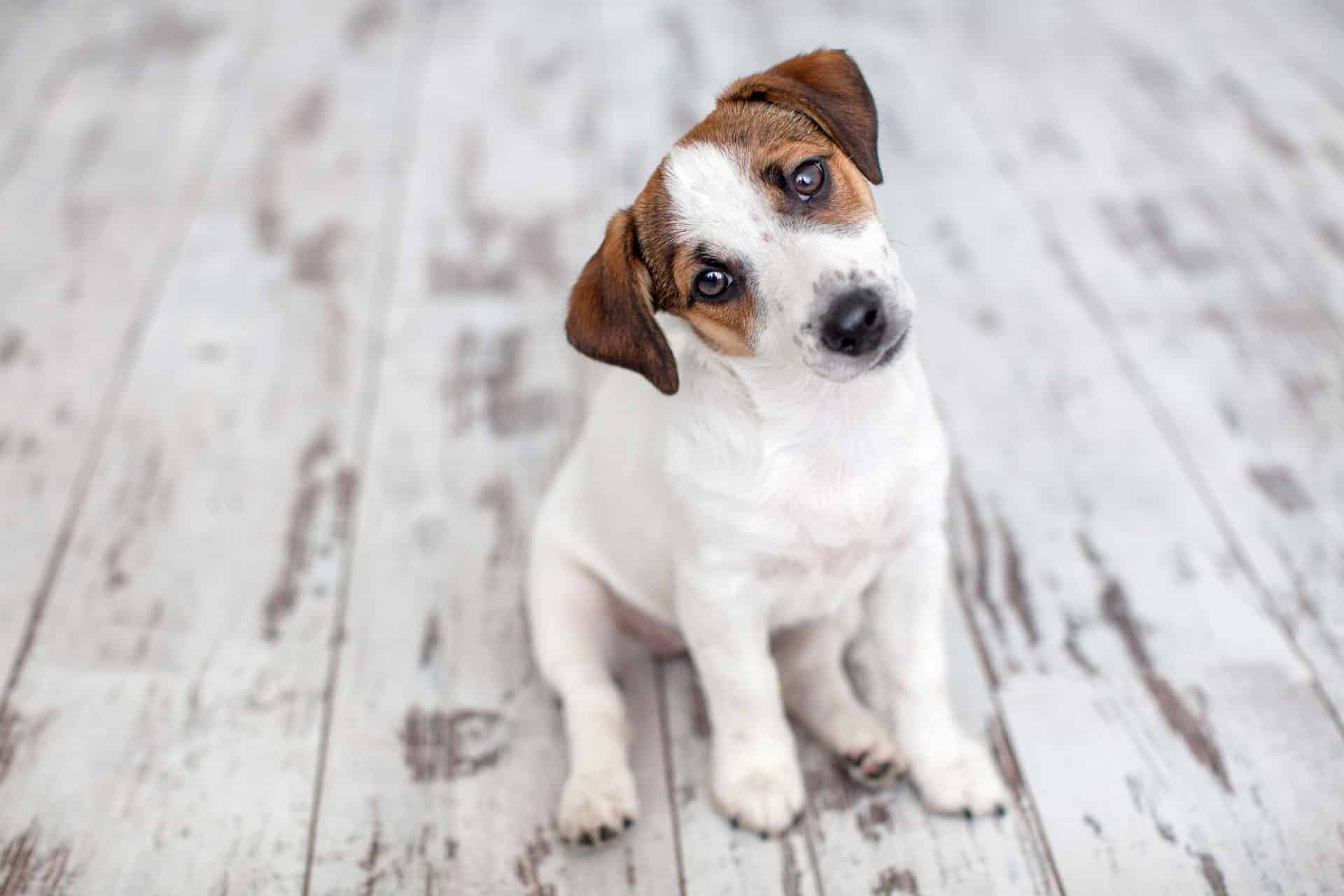 einen süßen Hund einfach so alleine zu Hause lassen