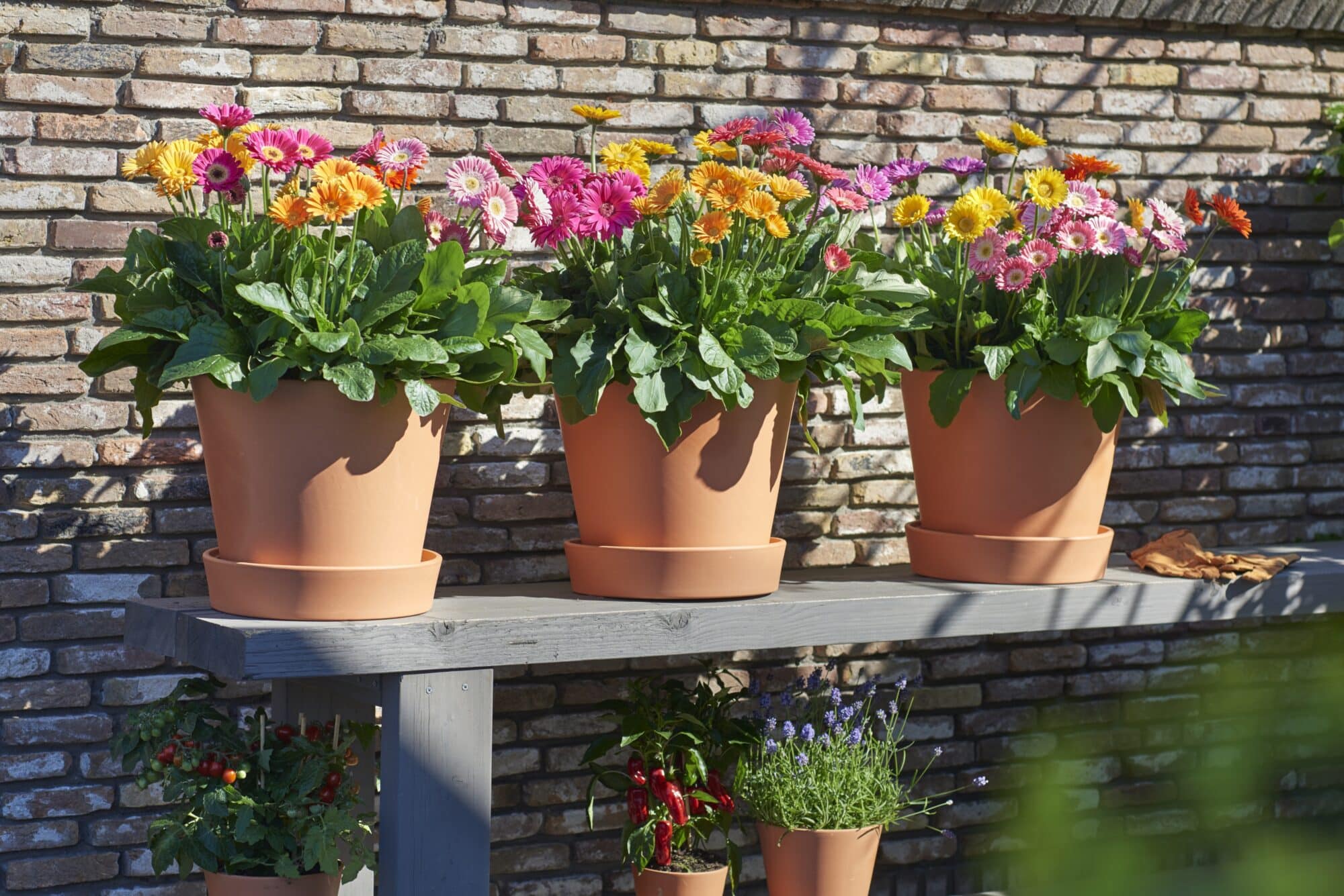 Gärtnerei Fischer hat die Pflanze des Jahres "Sunny Sisters" alias Gerbera - eine widerstandsfähige wundervolle Blume